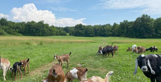 Farm Visits