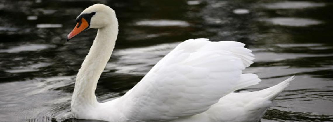 swans at Confederation Park