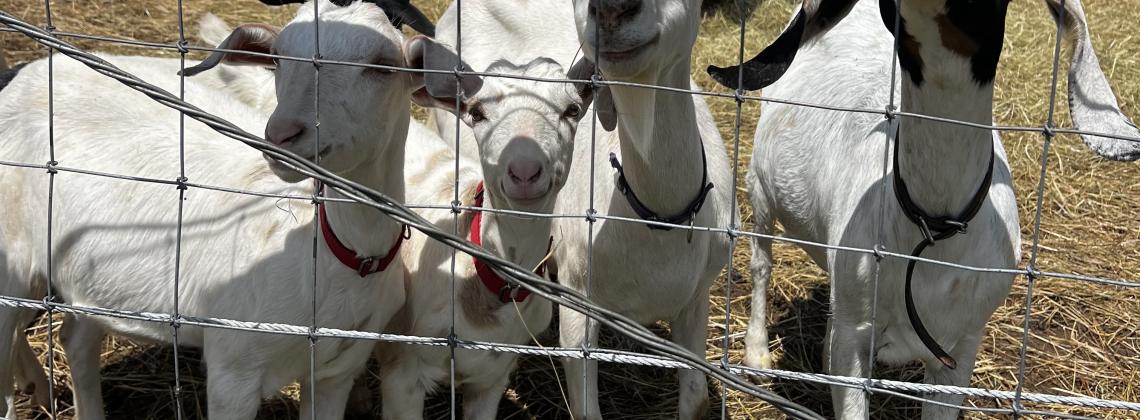 Farm Visit