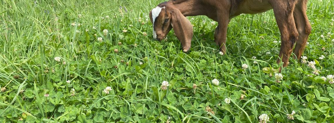 Farm Visit