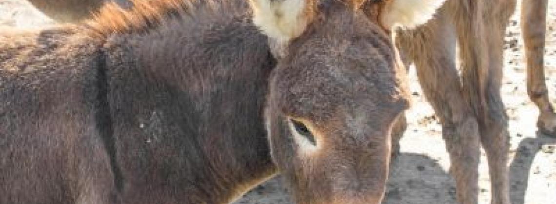 Getting Donkey Snuggles at Berry Homestead Farm